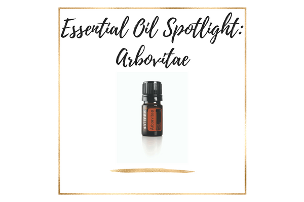 Essential Oil Spotlight_ Arbovitae