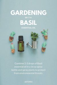 gardening with basil essential oil